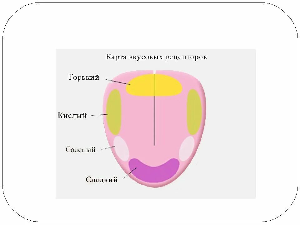 Зоны языка вкусовые рецепторы. Рецепторы языка человека схема. Вкусовые рецепторы на языке схема. Вкусовые рецепторы на языке.