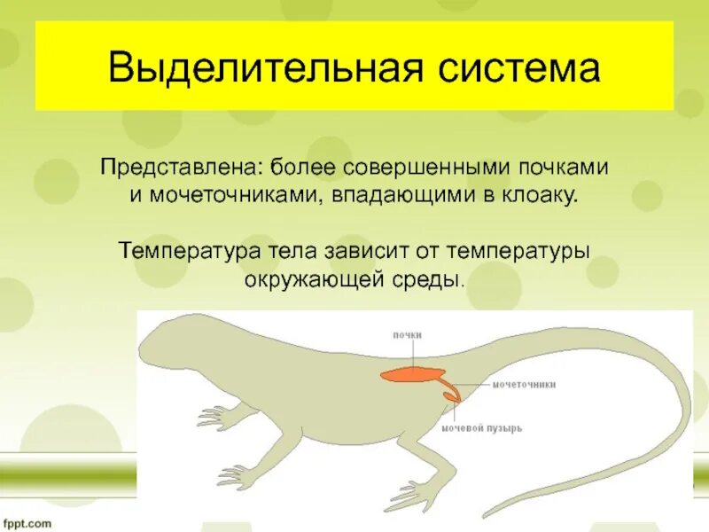 Выделительная система пресмыкающихся 7 класс. Выделительная система пресмыкающиеся 7 класс. Выделительная система пресмыкающихся 7 класс биология. Схема  выделительная система системы  системы пресмыкающихся.