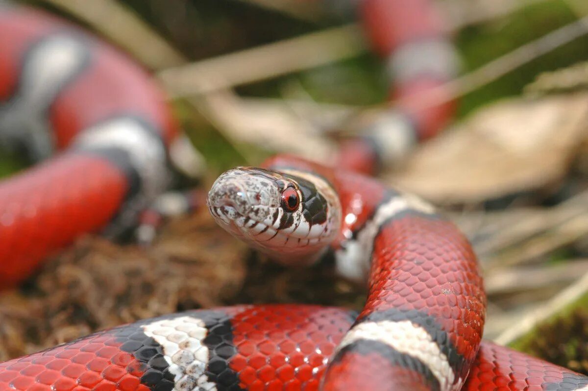 Поперечнополосатая Королевская змея. Красная змея. Красные змеи. Змея красного цвета.