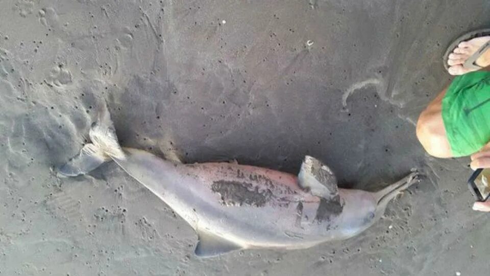 Песню умирающий дельфин. Дел Дельфин. В Анапе замучали дельфина ласками и селфи.
