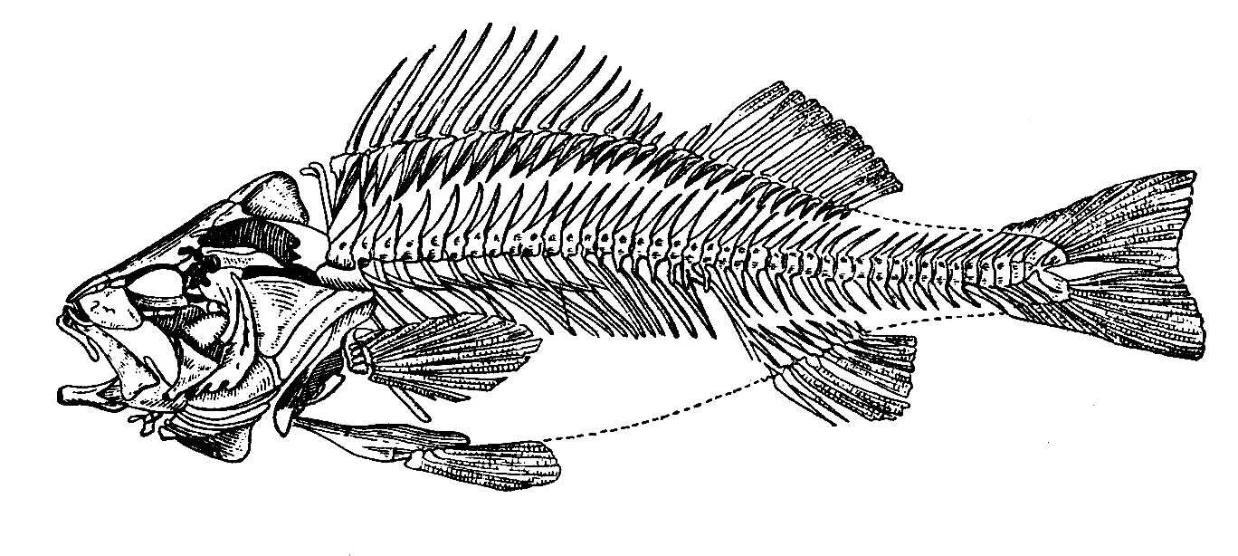 Скелет костистой рыбы. Скелет рыбы окунь. Скелет речного окуня. Строение скелета костистой рыбы.