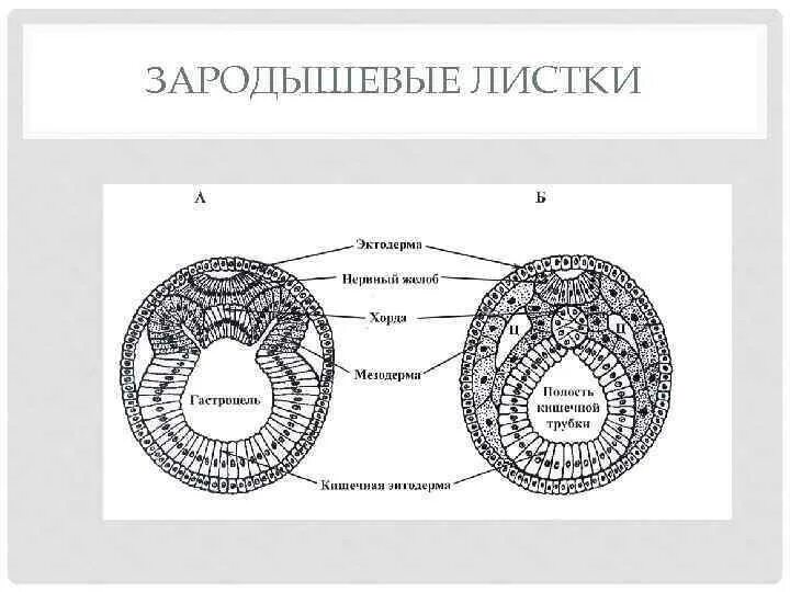 Эпидермис эктодерма