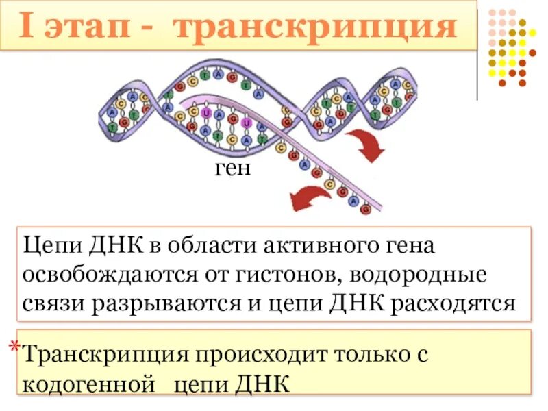 Биосинтез белка биология 10. Транскрипция биология Биосинтез белка. Транскрипция биология 10 класс. Процесс транскрипции биология 10 класс. Транскрипция биология Синтез белков.