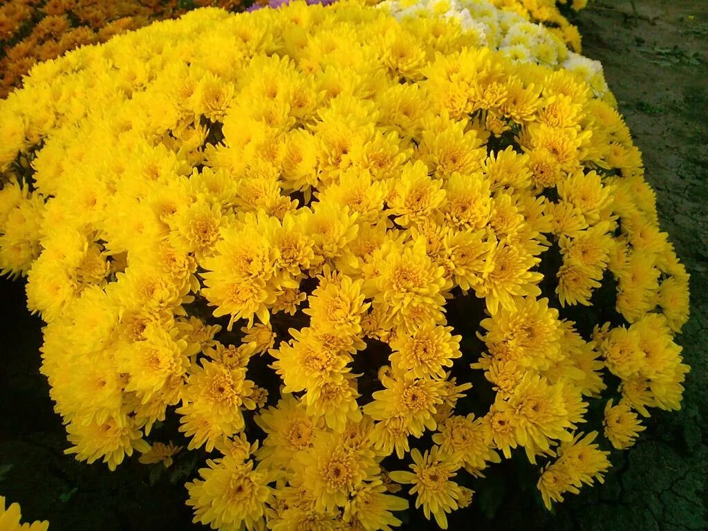 Хризантема мультифлора brancrown. Хризантема мультифлора cruise yellow. Хризантема бранкроун мультифлора. Хризантамамультифлора. Хризантема " giggle yellow".