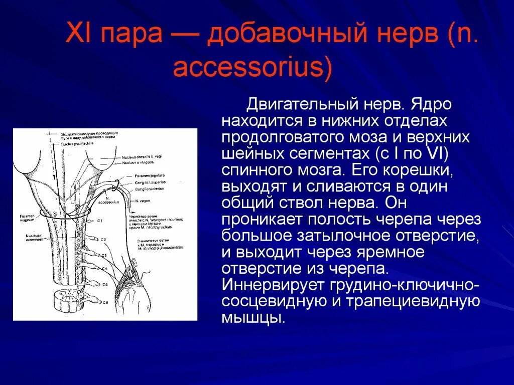 Двигательное ядро добавочного нерва. Двигательное ядро добавочного нерва располагается. 11 Пара черепно мозговых нервов ядра. 11 Пара черепных нервов добавочный нерв.