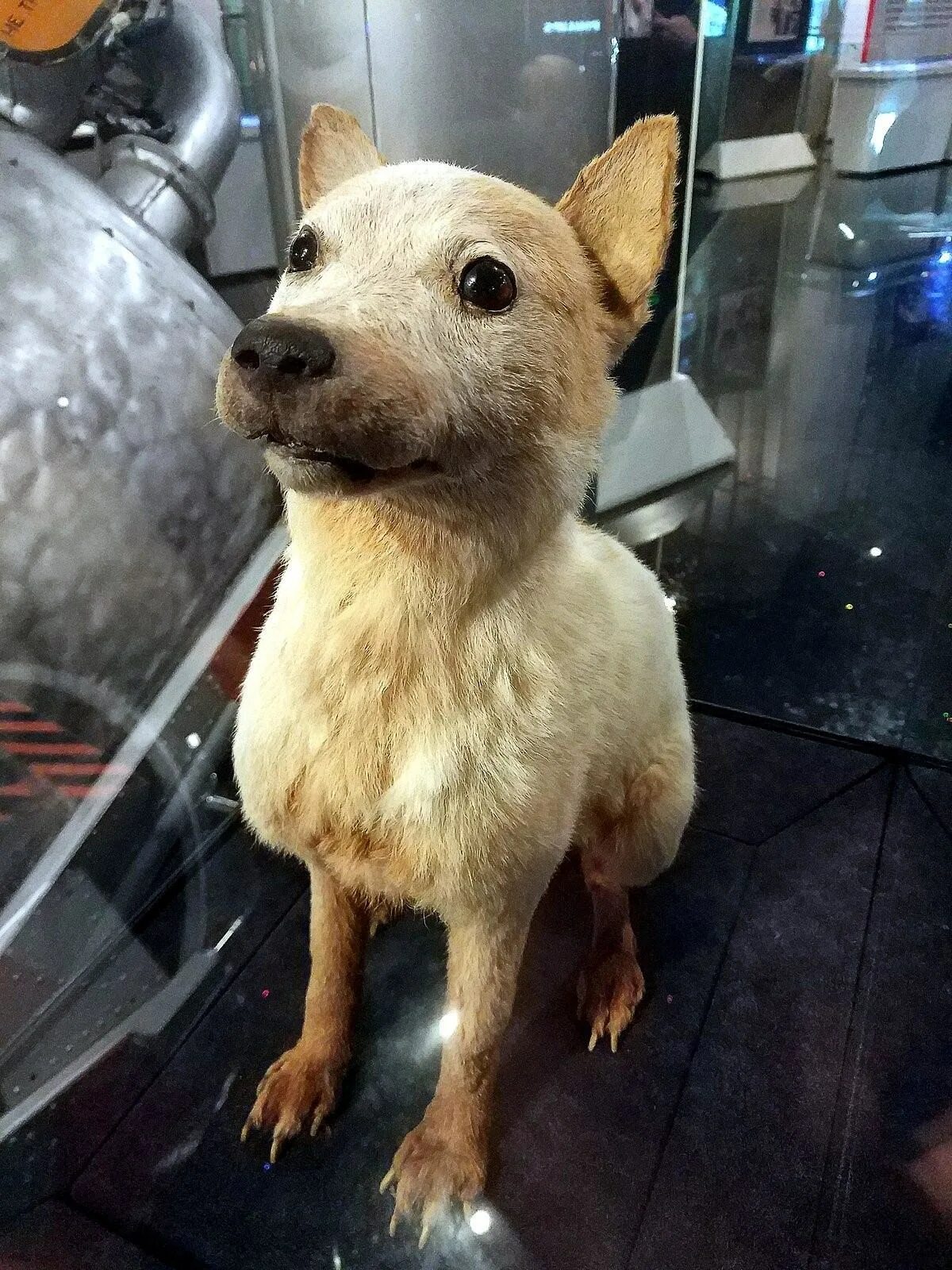 Белка и стрелка чучела в музее. Чучела собак белки и стрелки. Чучело стрелки. Музей космонавтики москва белка и стрелка. Белка и стрелка чучела в музее.