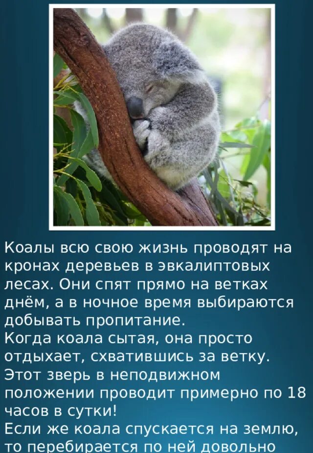 День коалы. Коала. Коала образ жизни. Враги коалы.