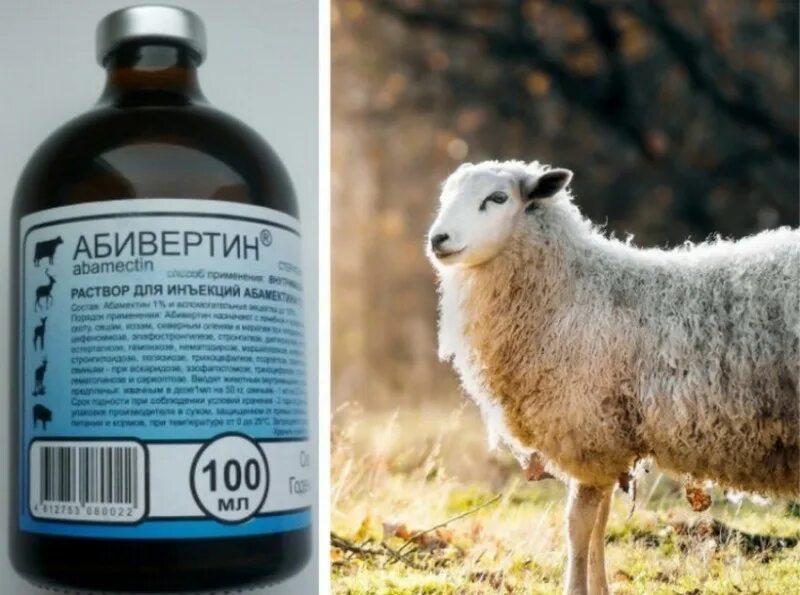 Глисты коза. Глисты коза. Гемонхоз жвачных паразитология. Внутримышечный укол козе. Дикроцелий цикл развития.