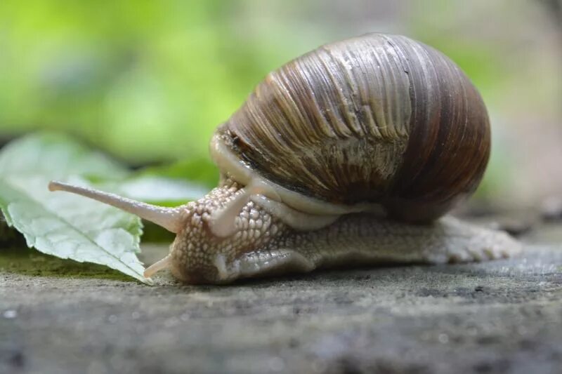 африканские улитки ахатины. какая улитка. Achatina iredalei (ахатина ирадели). африканская улитка ахатина. лимонная ахатина.