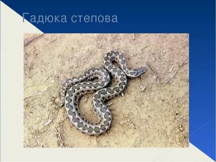 Гадюка степная ростовской