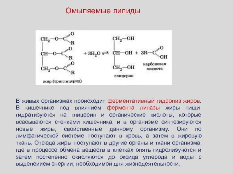 Какие вещества образуются при гидролизе белка. Реакции ступенчатого гидролиза липидов. Гидролиз липидов липазой. Ферментативный гидролиз пальмитоолеостеарата. Ферментативный гидролиз липидов.