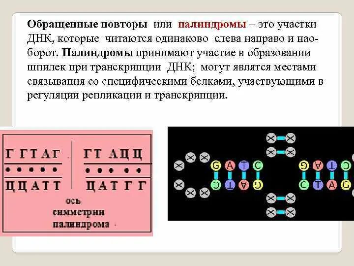 Палиндромы и их биологическая роль. Палиндромные последовательности ДНК. Обращенные повторы ДНК. Палиндромы в химии.