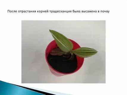 Какие корни у традесканции