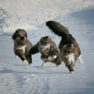 3 кота бегают