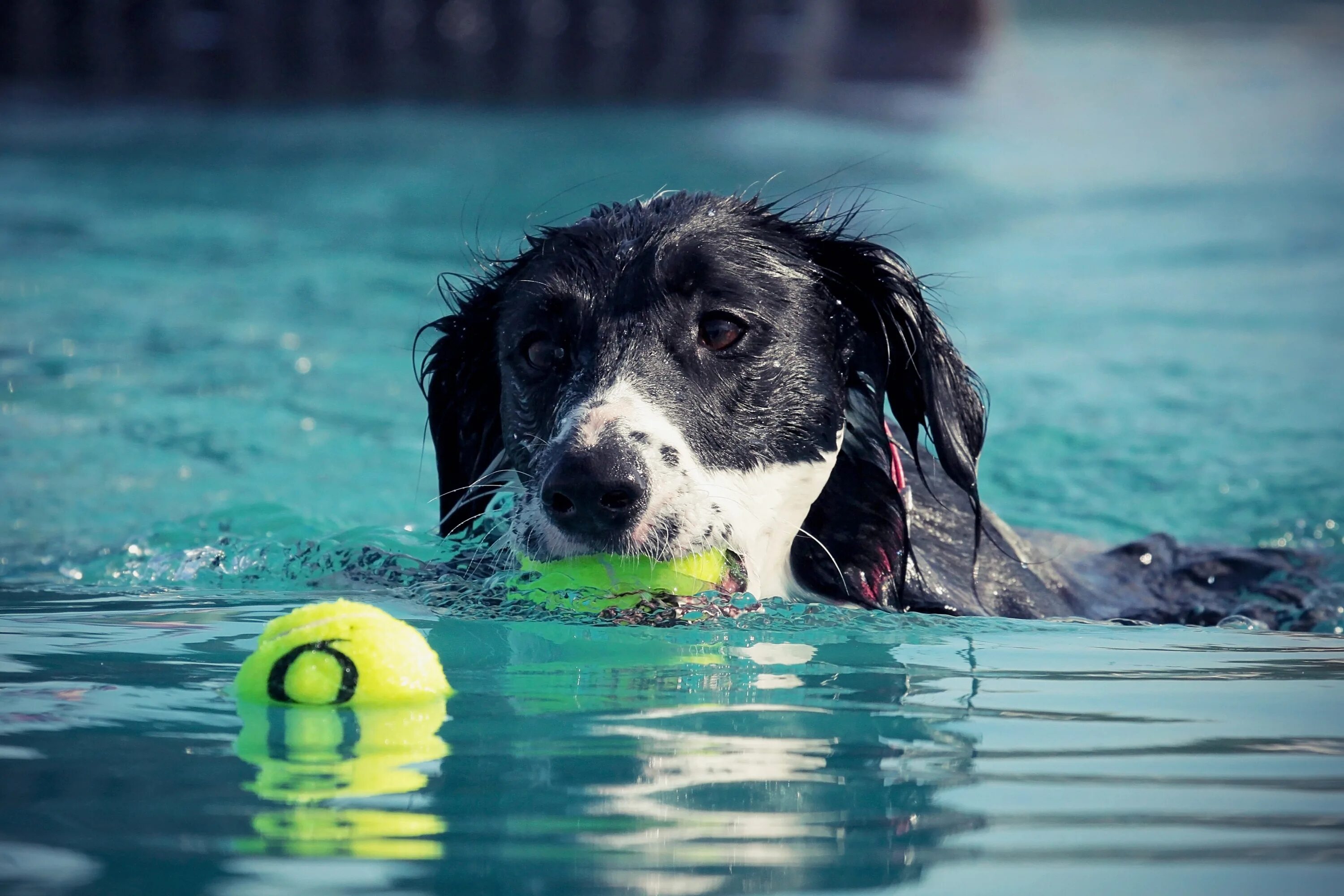 Учи рыбу плавать а собаку лаять. Собака плавает. Бассейн для собак. Собаки которые плавают. Собака плывет.