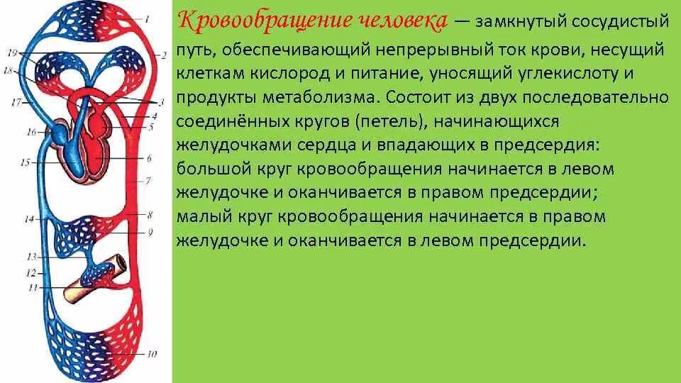 Что входит в кровообращения. Движение крови в кровеносной системе схема. Круги кровообращения человека 8 класс биология. Малый круг кровообращения человека схема. Биология 8 кл. Большой и малый круги кровообращения.