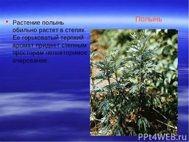 Полынь горькая сорные растения. Где обитает полынь. Полынь обыкновенная серебристая. Полынь горькая (artemisia absinthium). Полынь обыкновенная чернобыльник.