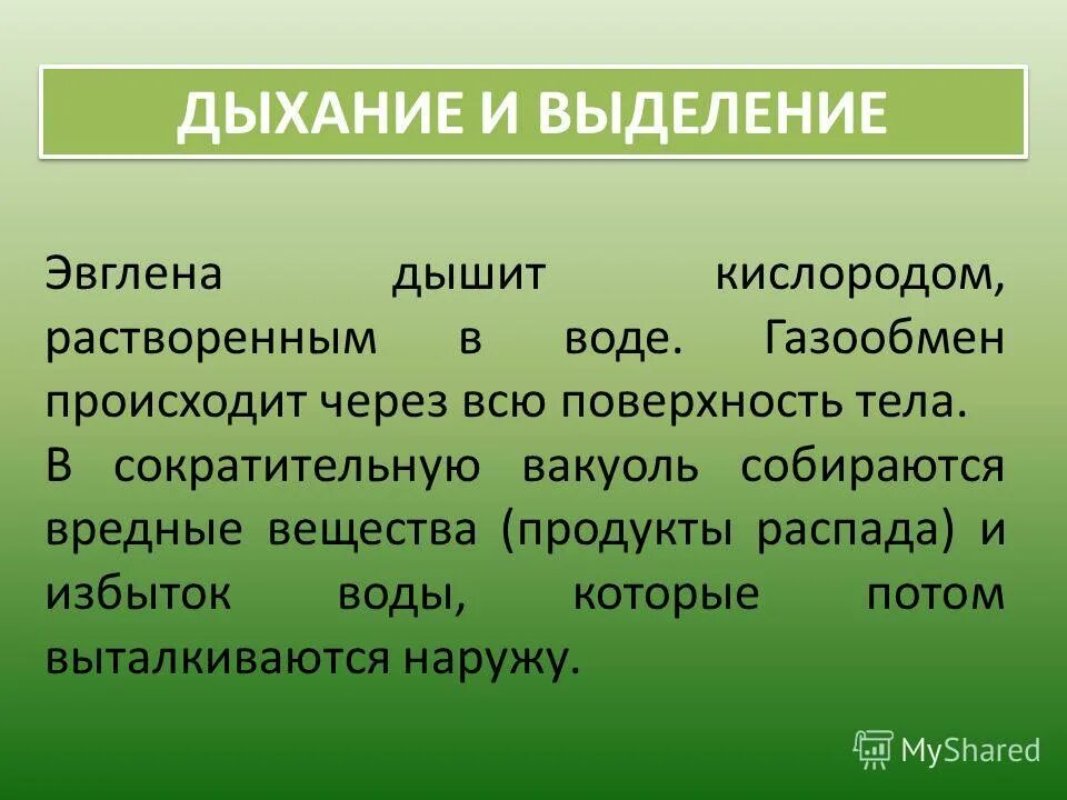 выделение эвглены. выделение эвглены. дыхание и выделение эвглены. дыхание эвглены зеленой. строение эвглены зеленой и функции органов.