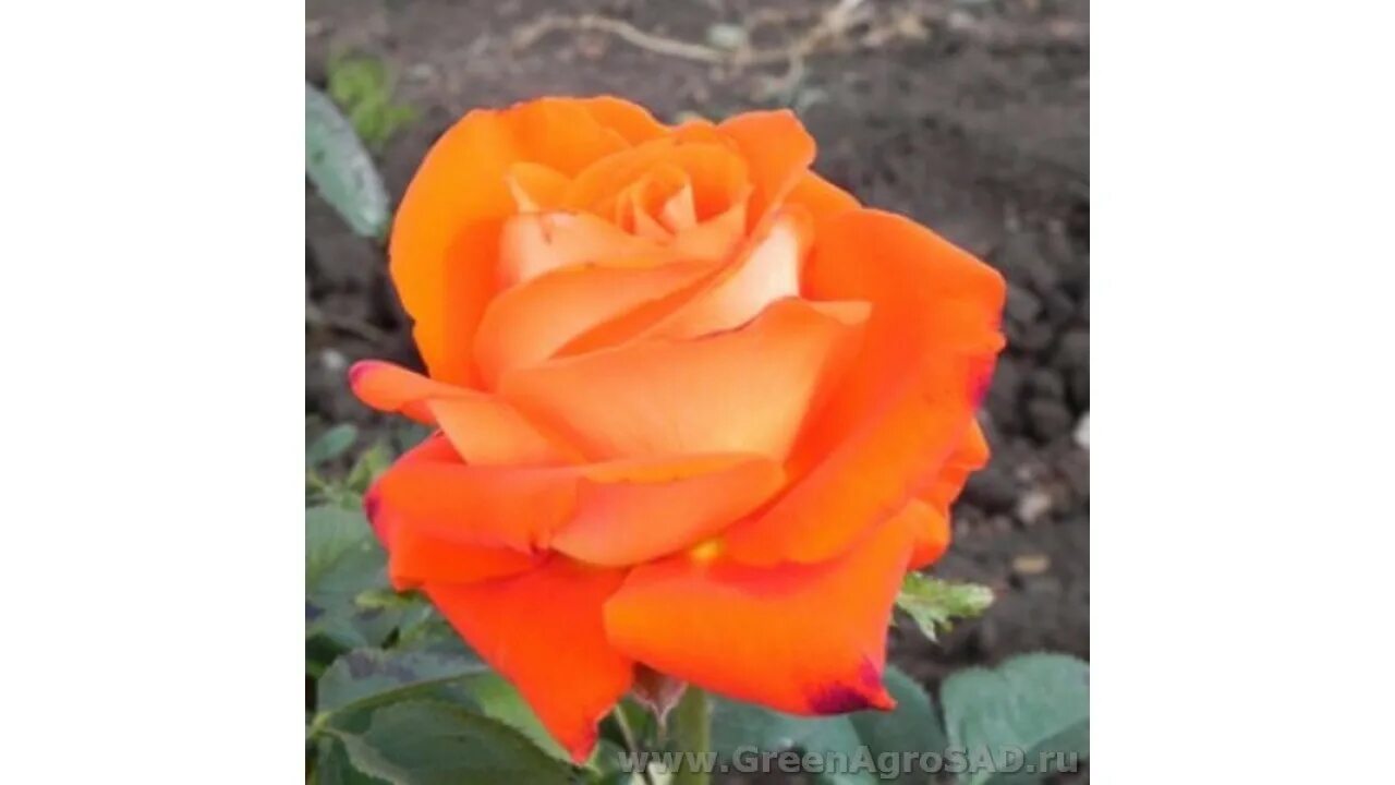 Купить Роза Чайно-гибридная Verano - Розы - GardenPlants