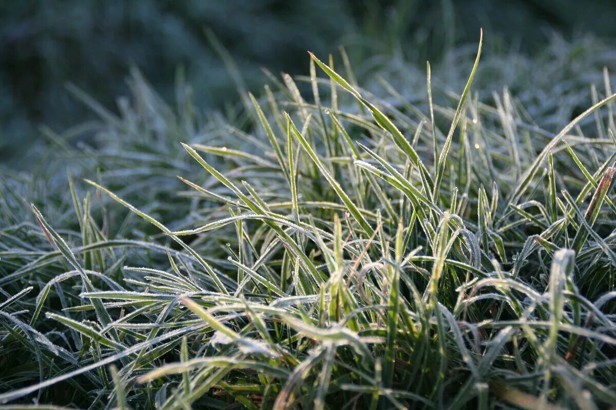 Трава заморозка. Иней на траве. Изморозь на траве. Заморозки. Заморозки на траве.