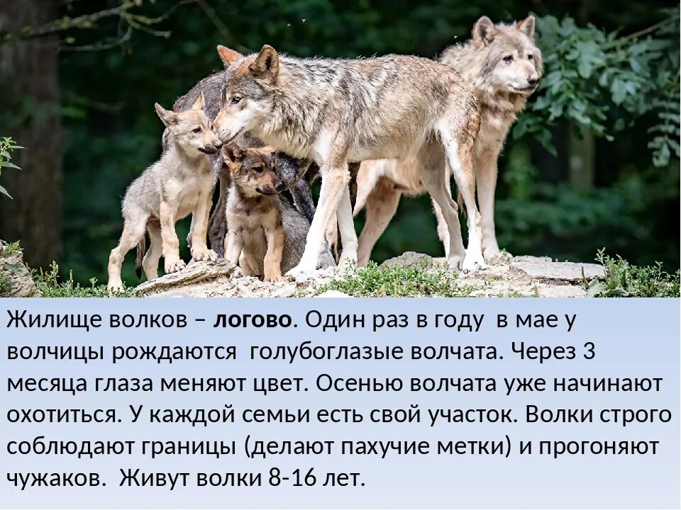 Скажи любых животных