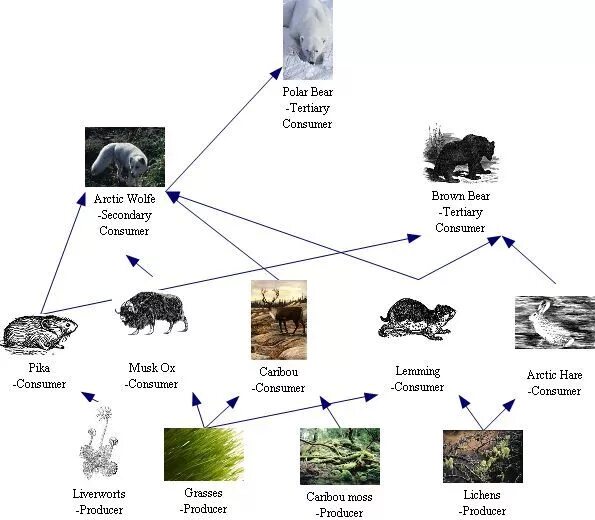 Цепь питания в тундре 4. Цепь питания лемминг. Цепи питания растения лемминги песец. Схема пищевой цепи тундры.