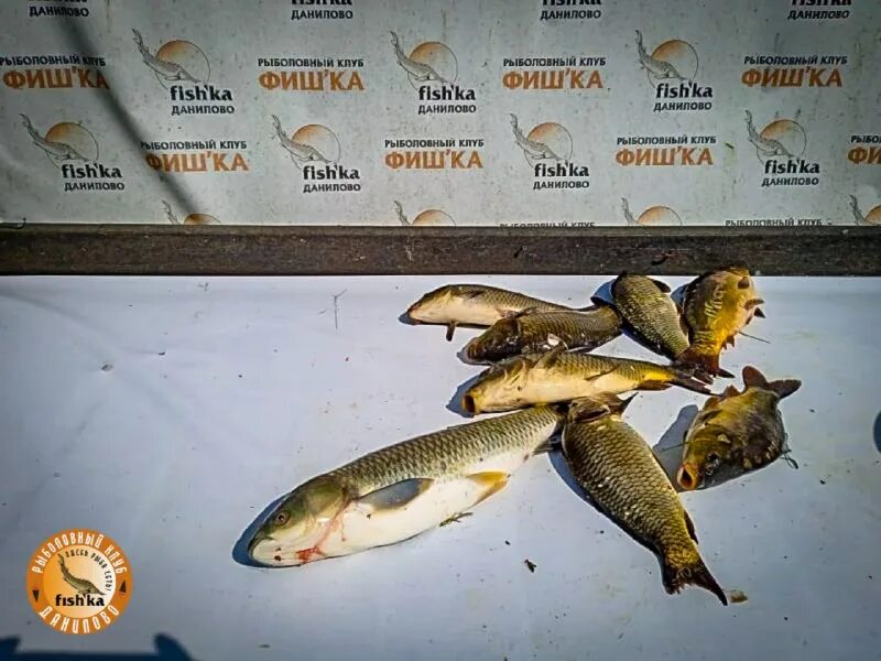 фишка данилово русфишинг. фишка данилово русфишинг. фишка данилово русфишинг. фиш тайм балашиха. удачный улов форель рыбак демонстрирует.