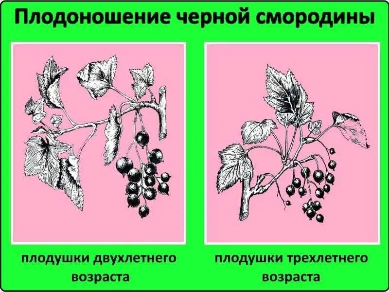 Процесс смородины. Плодоношение черной смородины. строение смородины. плодоношение красной смородины. смородина плодоношение схема.
