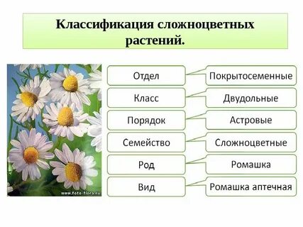 Систематические группы растений ромашка