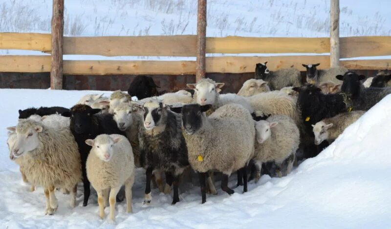 курдючный барашек. астрахань овцеводство. ташлинская порода овец. ягнята дорпер. овцы в чувашии.