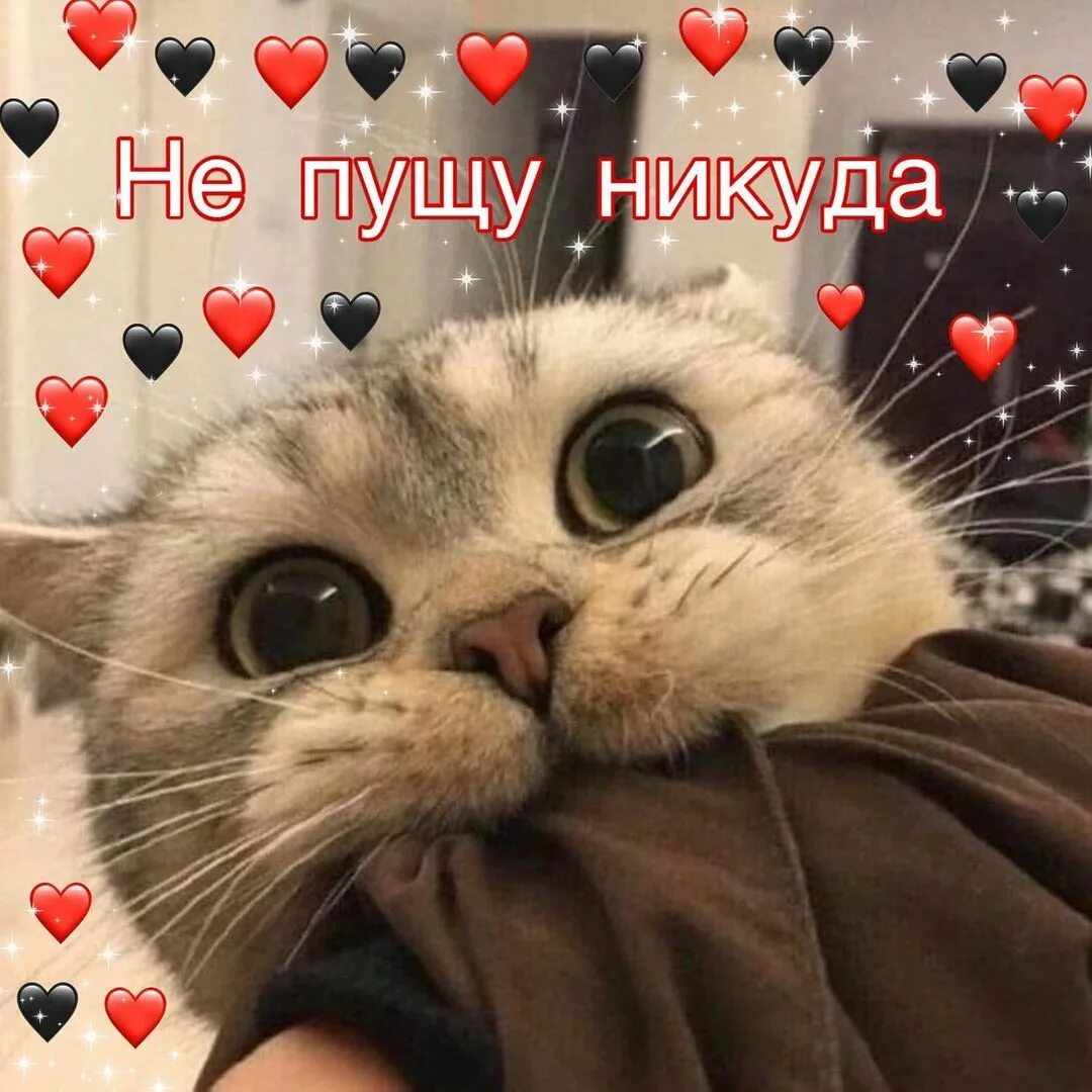 Комплименты с котиками. Пикчи мило коты. Милые пикчи с кошками. Пикчи мило коты. Няшные животные пикчи.