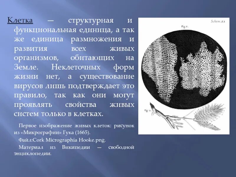 Основная единица живого. Клетка как структурно-функциональная единица жизни. Клетка единица развития всех организмов так как. Клетка это структурная единица живого так как. Клетка структурная единица организма всех Царств живой природы.