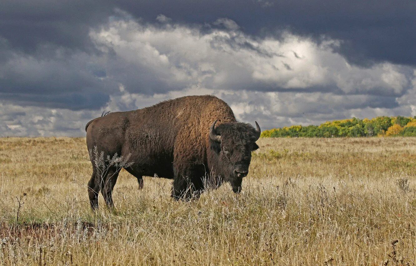 Бизон картинка. Американский Степной Бизон. Бизоны в Северной Америке. Канадский Лесной Бизон. Bison Bison Bison).