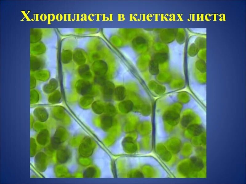 Хлоропласты в зеленых клетках. Хлоропласты листа под микроскопом. Хлоропласты в растительной клетке. Клетки листа с хлоропластами микроскоп. Хлоропласты в листе.