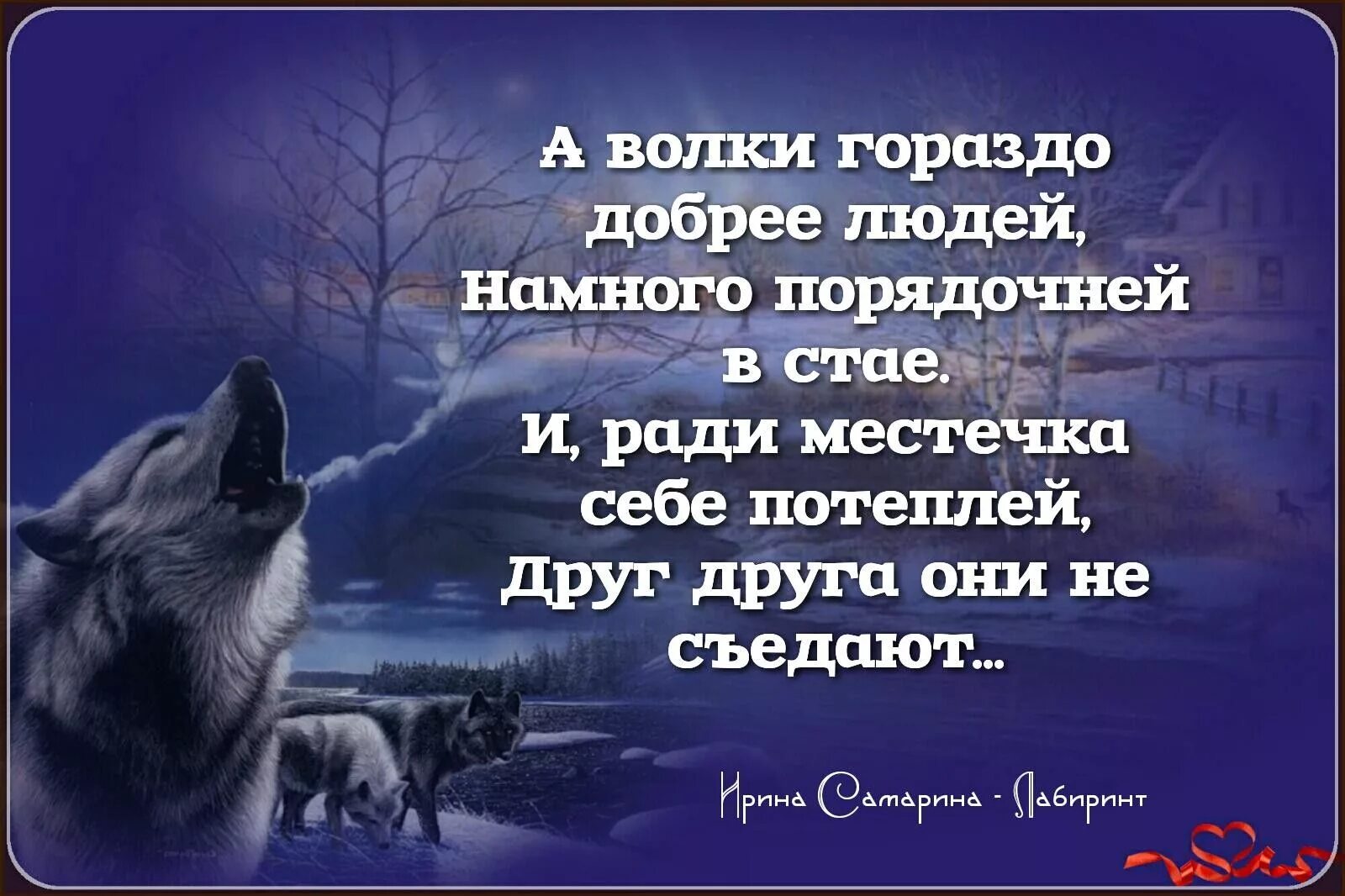 Цитаты со смыслом. Высказывания про Волков. Высказывания о волках. Мудрые мысли.волк.