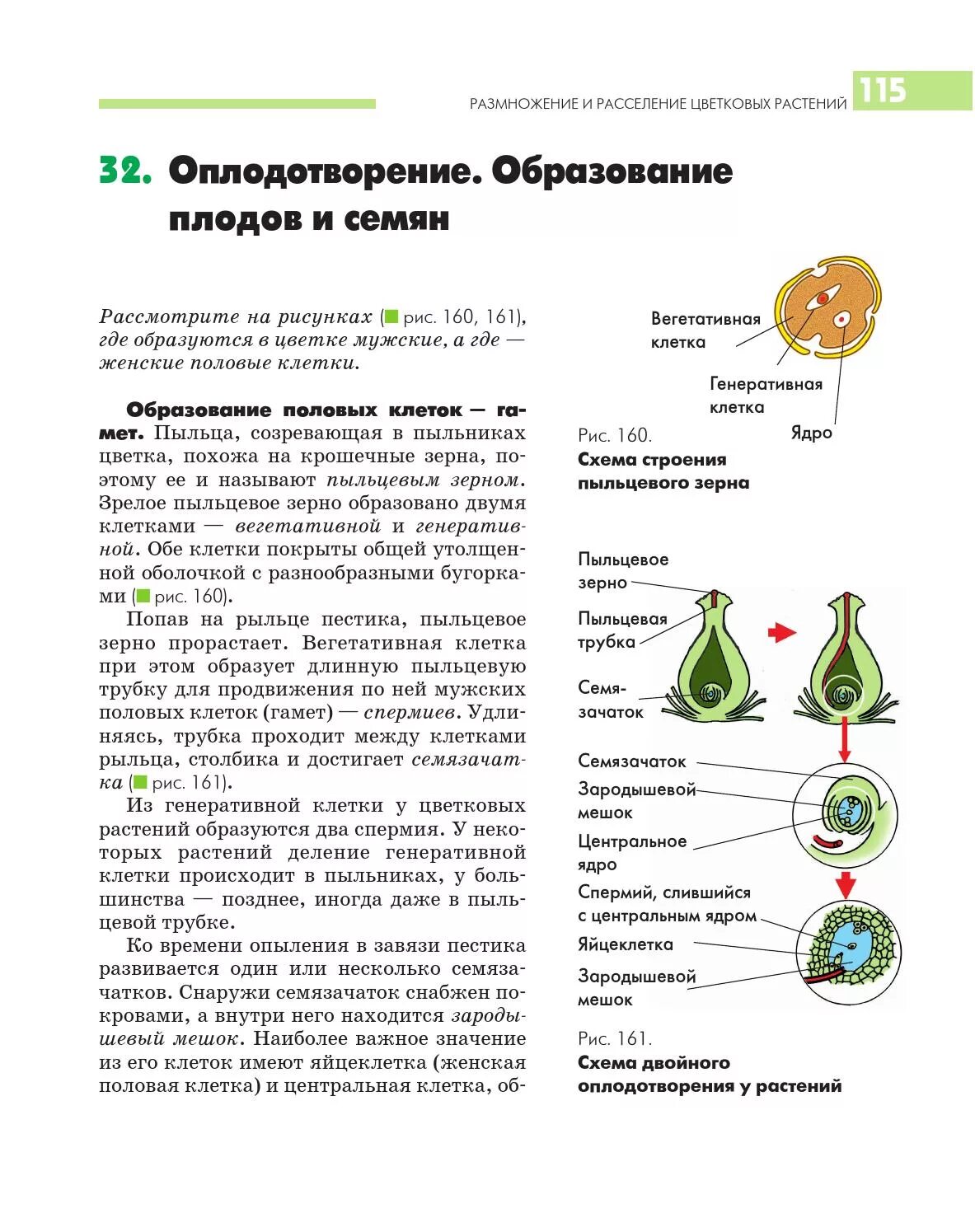 Какие половые клетки образуются в пестике. Схема опыления и оплодотворения цветковых растений. Оплодотворение образование семени цветковых растений. Процесс оплодотворения у цветковых растений кратко. Оплодотворение у цветковых растений образование семян и плодов.