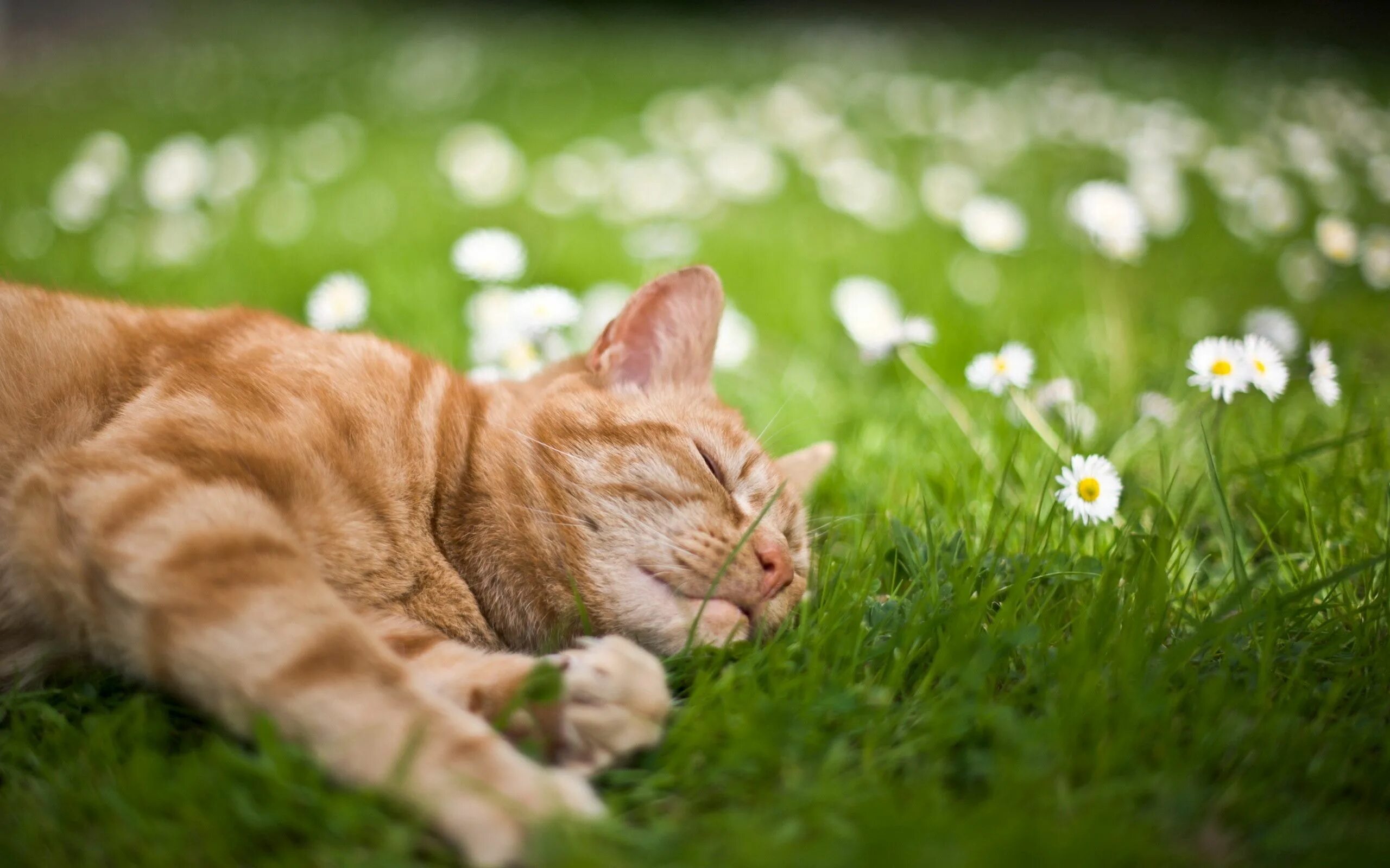 Animal dream. Летний кот. Кот в траве. Котики летом. Кошка лето.