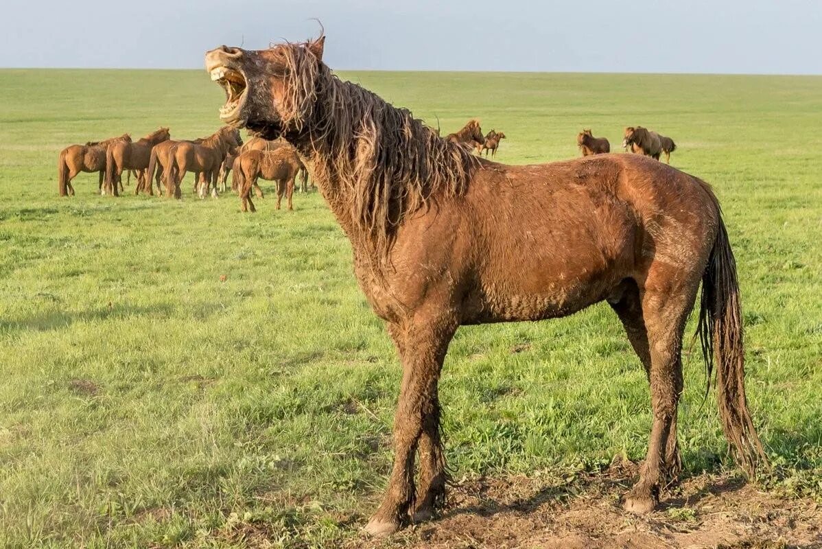 Старая лошадка