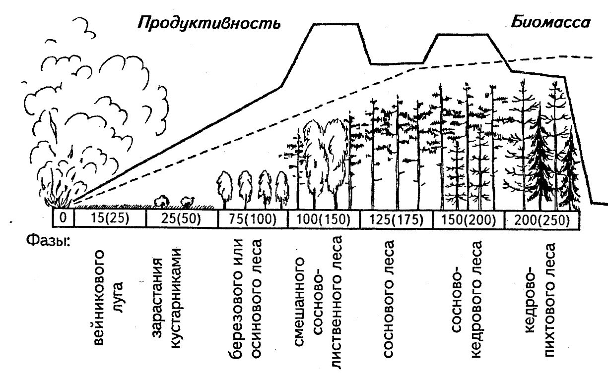 Установите последовательность вторичной сукцессии. Стадии сукцессии схема. схема сукцессии первичной и вторичной. схема сукцессии леса. сукцессия леса после пожара схема.