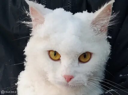 Кошка абрамова