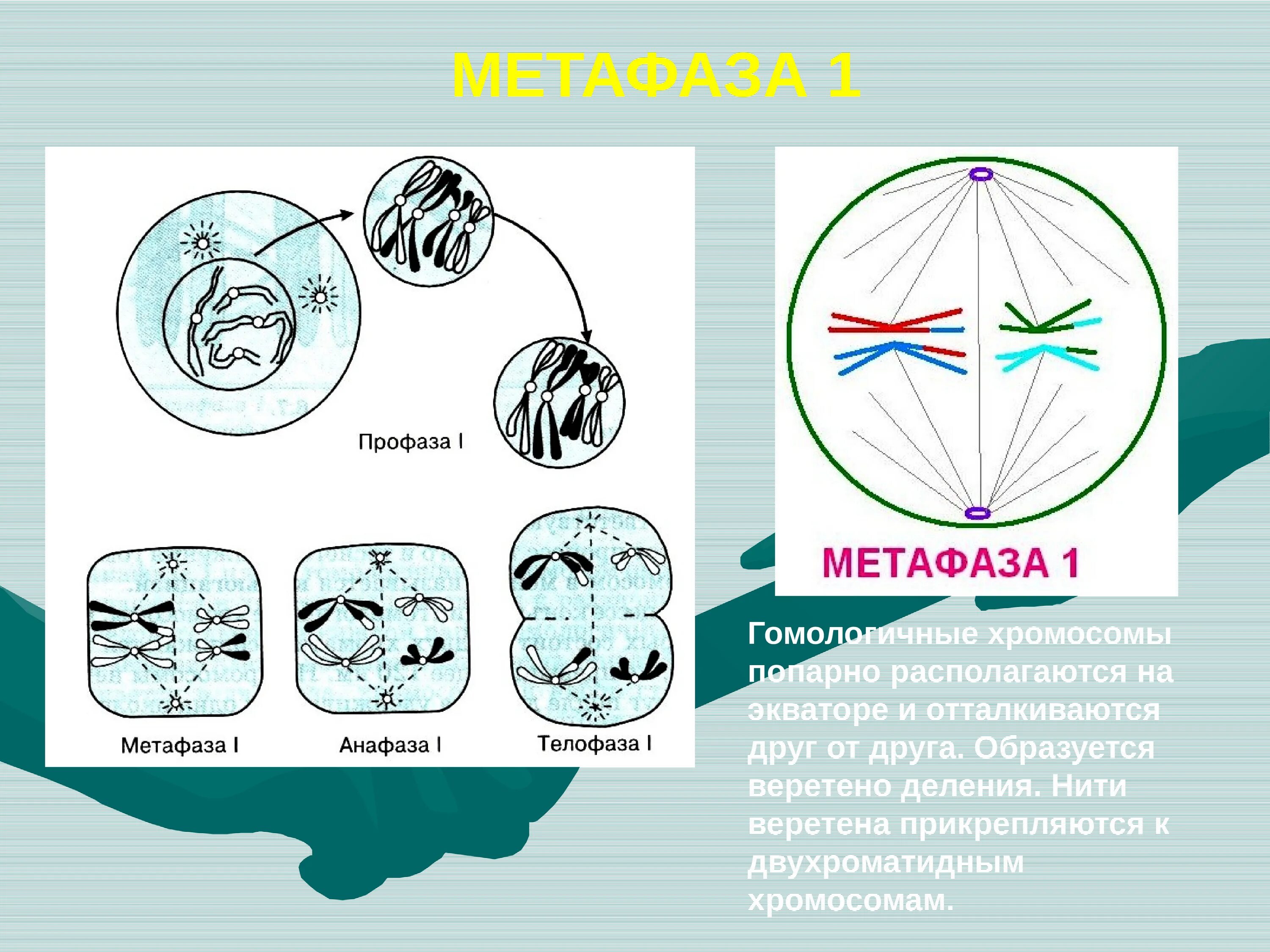 В профазе происходит спирализация хромосом. Метафаза мейоза 2. Метафаза нити веретена деления. Метафаза мейоза 1. Метафаза Веретено деления.