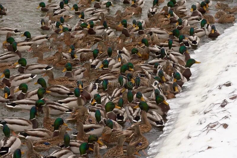 Many ducks