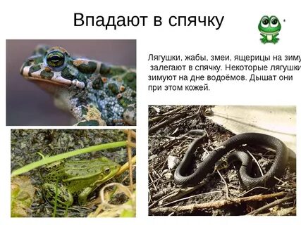 Впадает ли хамелеон в спячку