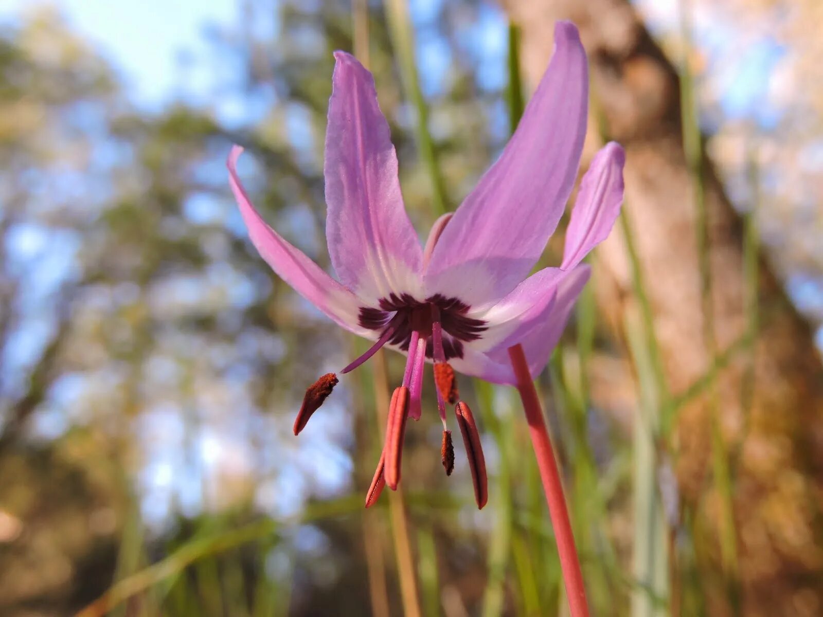 Эритрониум. Эритрониум Кандык. Кандык (Erythronium). Лилия Кандык. Кандык Сибирский.