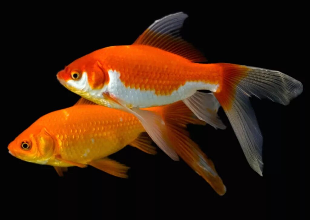 Аквариумные рыбки самки и самцы. Золотые аквариумные рыбки Комета. Комета вуалехвост рыбка аквариумная. Золотая рыбка Комета самка и самец. Комета красная аквариумная рыбка.