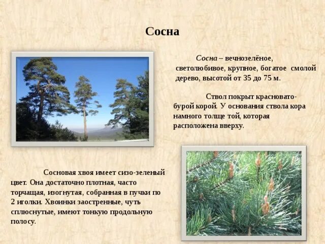 Сосна теневыносливое растение. Светолюбивая сосна. Сосна обыкновенная светолюбивое растение она имеет. Сосна дерево. Сосны — светолюбивые деревья.