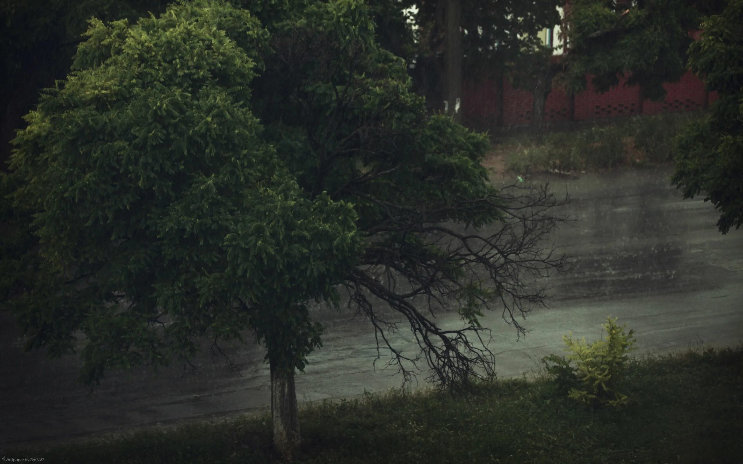 Raining tree