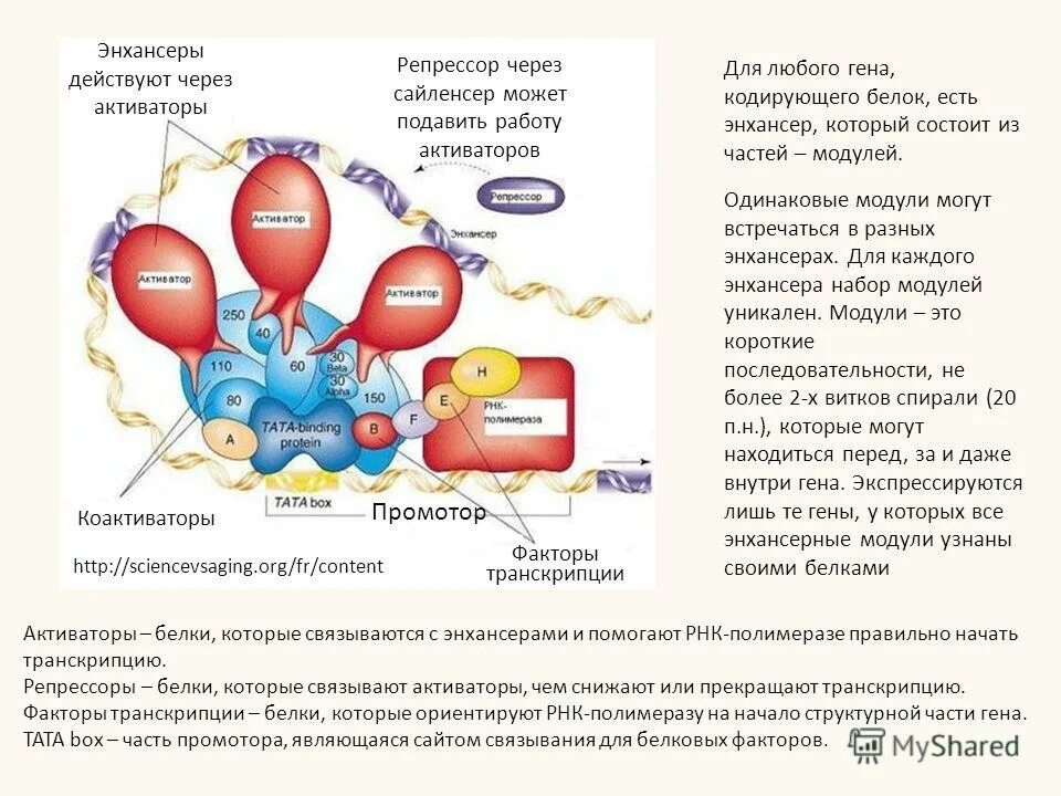 Белки активаторы. Белки репрессоры и активаторы. Белок активатор и белок репрессор. Белки активаторы транскрипции. Активаторы и репрессоры транскрипции.