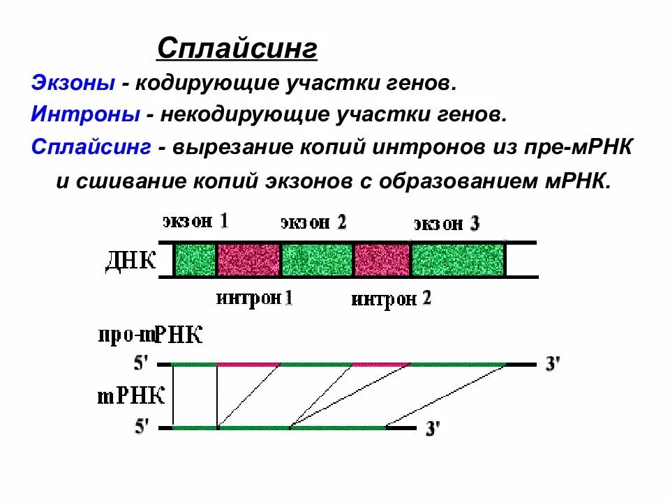 Кодирующие участки