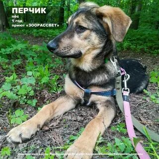 Зоорассвет рассветная аллея 10